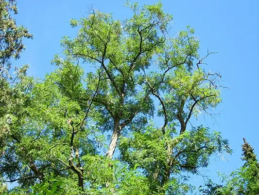 Robinie: Belaubter Baum vor blauem Himmel